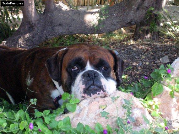 La foto del perro
