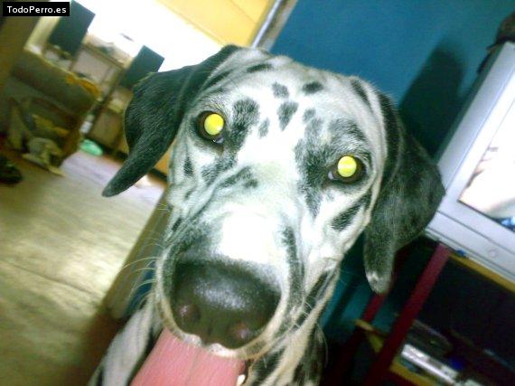 La foto del perro