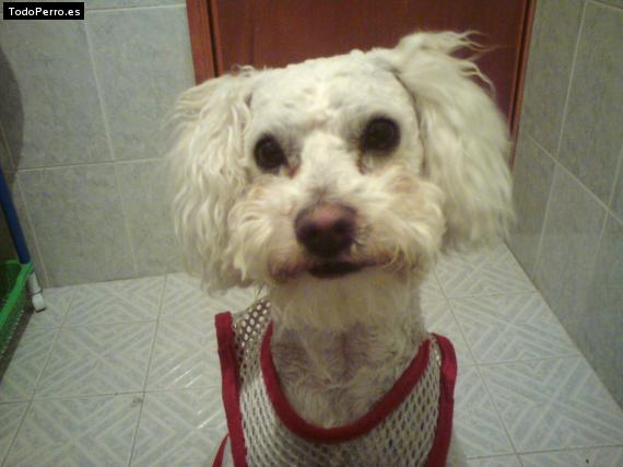 La foto del perro