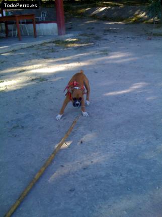 La foto del perro