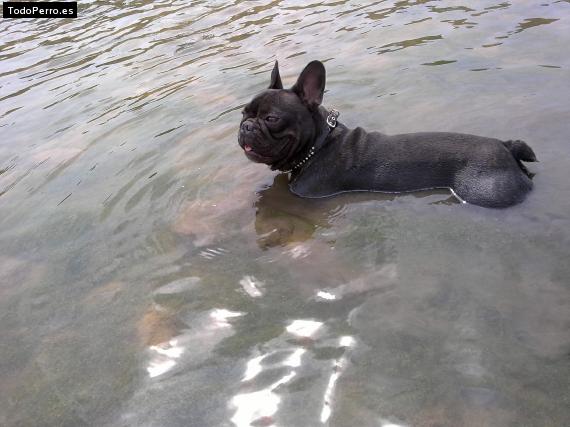 La foto del perro