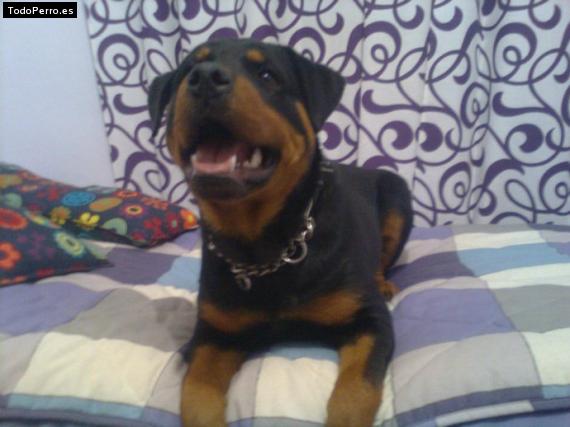 La foto del perro