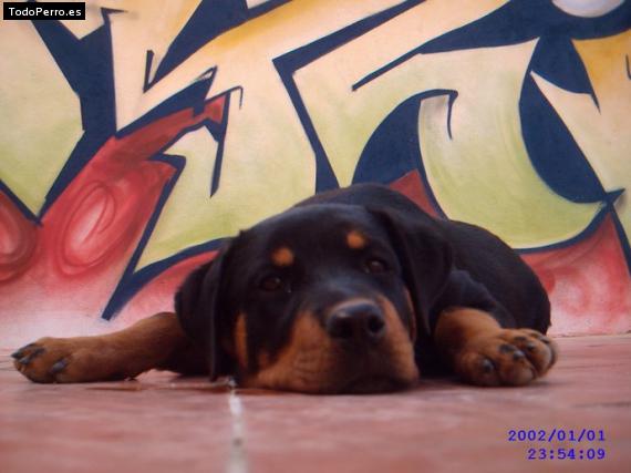 La foto del perro