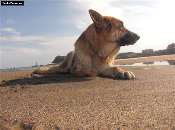 La foto del perro