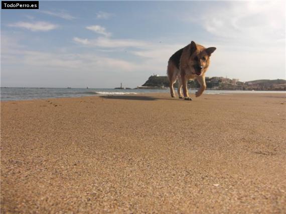 La foto del perro