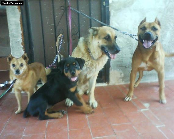 La foto del perro
