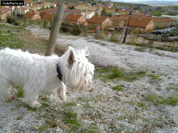 La foto del perro