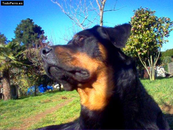 La foto del perro