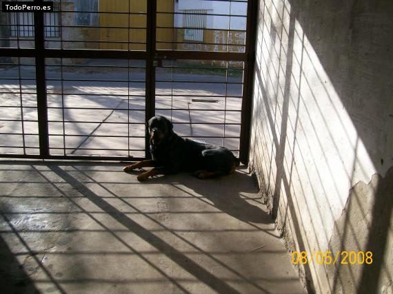 La foto del perro