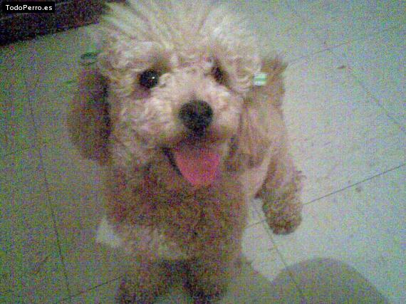 Foto del perro Lola