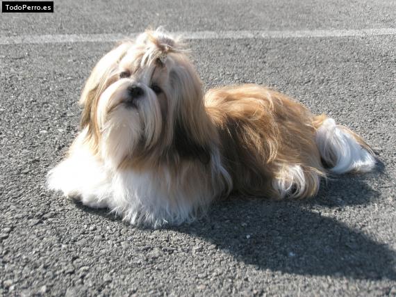 La foto del perro
