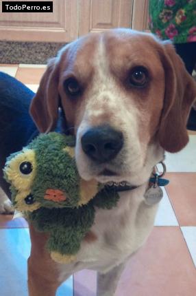 La foto del perro