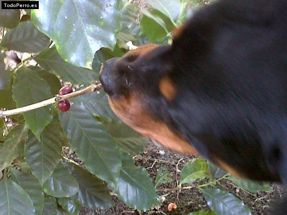 La foto del perro