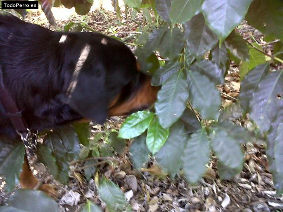 La foto del perro