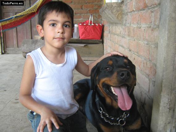 La foto del perro