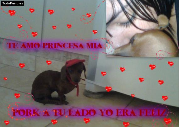 La foto del perro