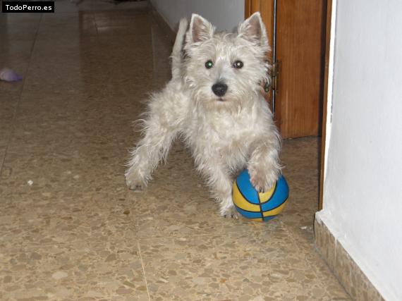 La foto del perro
