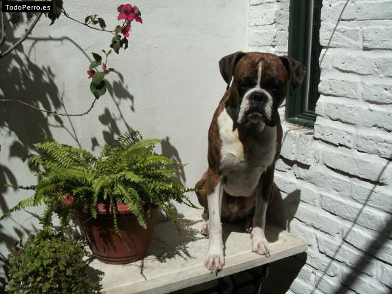 La foto del perro