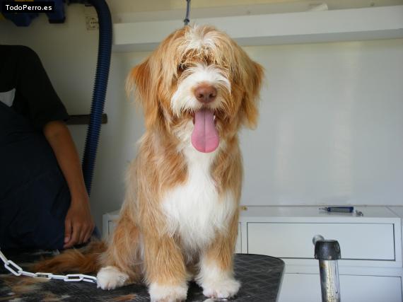 La foto del perro