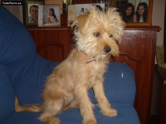 La foto del perro