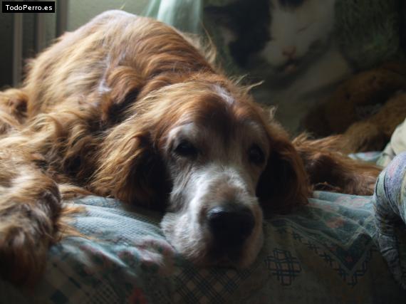 La foto del perro