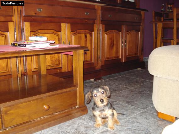 La foto del perro