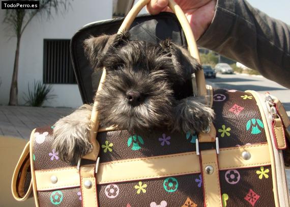 La foto del perro