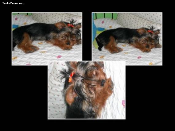 La foto del perro