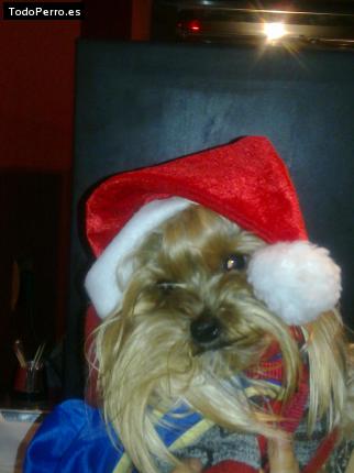 La foto del perro