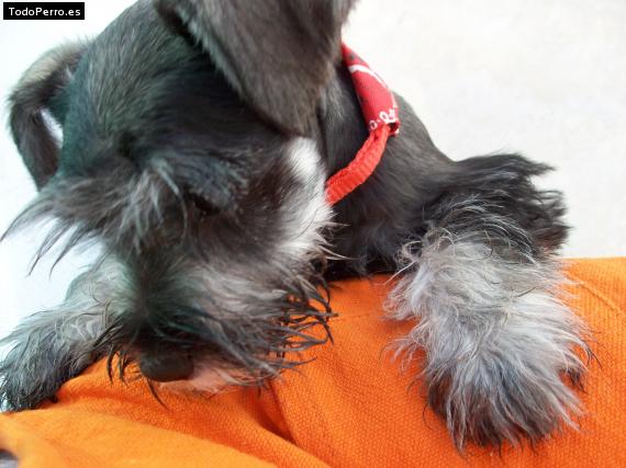 La foto del perro