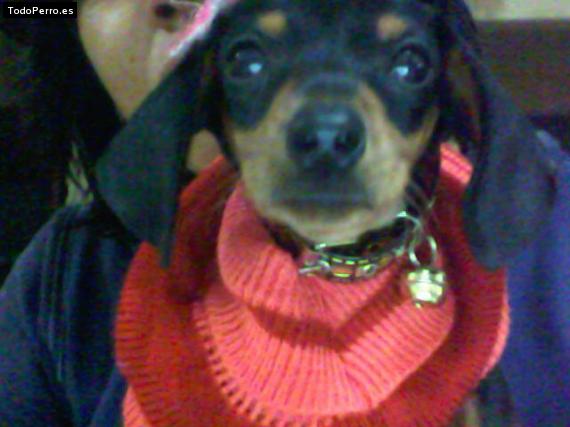 La foto del perro