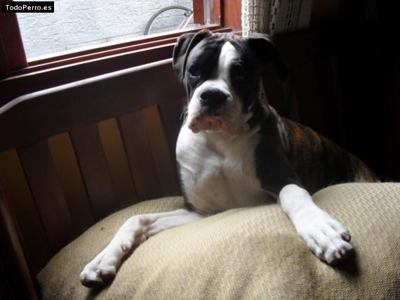 La foto del perro