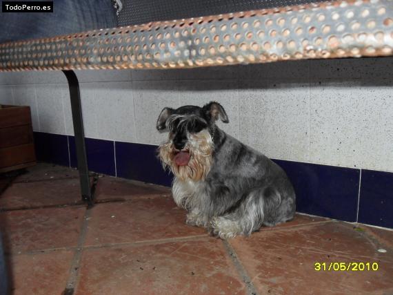 La foto del perro