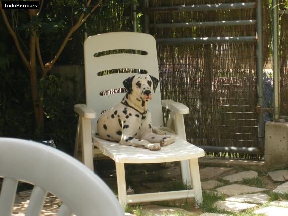 La foto del perro