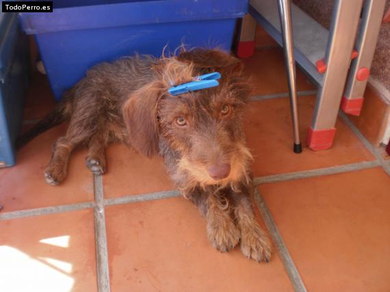 La foto del perro