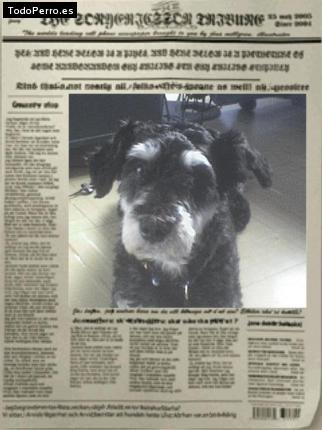 La foto del perro