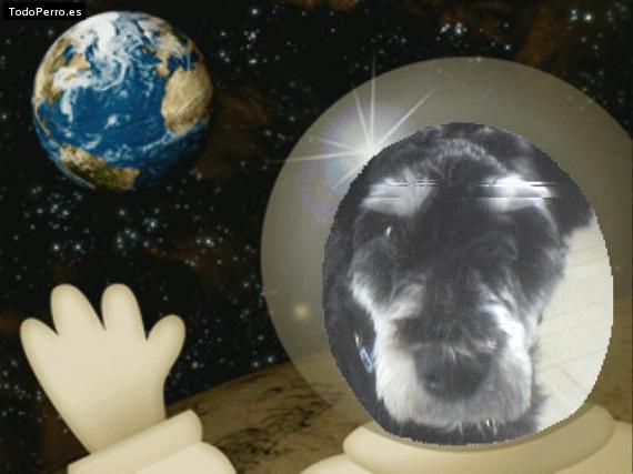 La foto del perro