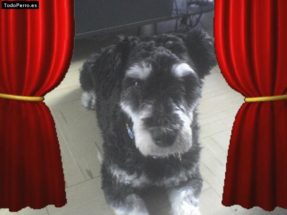 La foto del perro