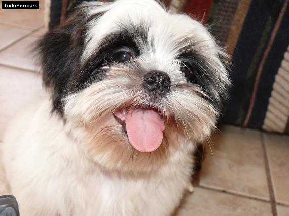 La foto del perro