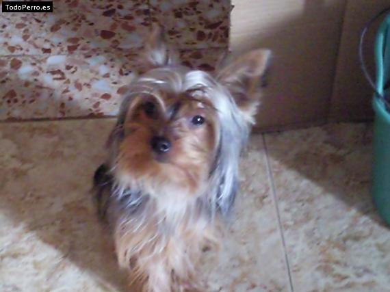 La foto del perro