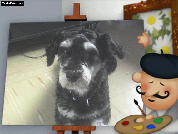 La foto del perro