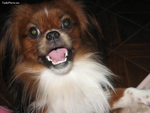 La foto del perro