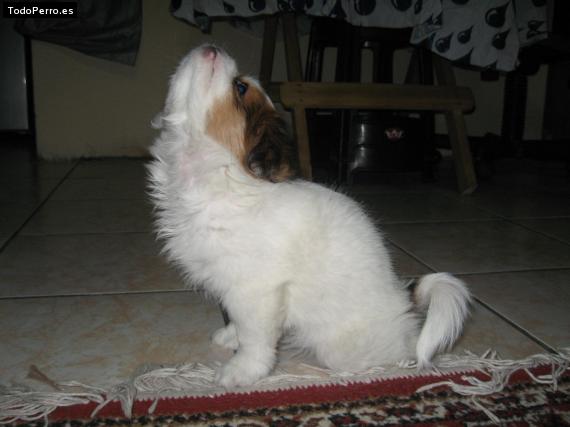 La foto del perro
