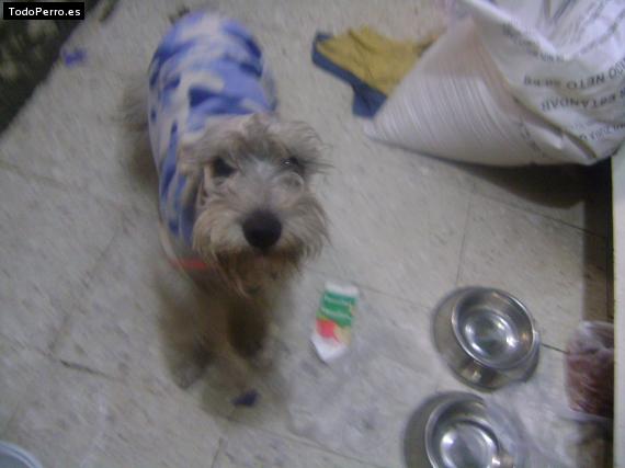 La foto del perro