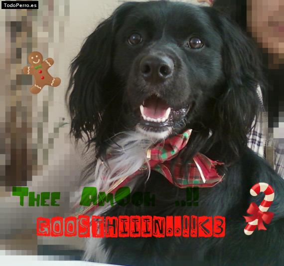 La foto del perro