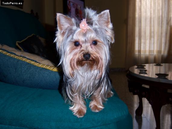 La foto del perro