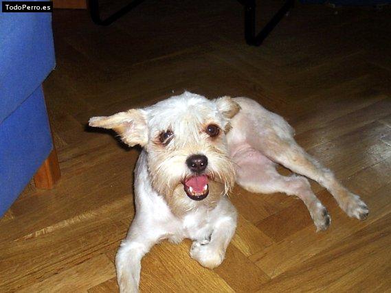 La foto del perro