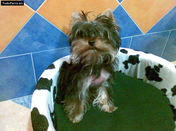La foto del perro