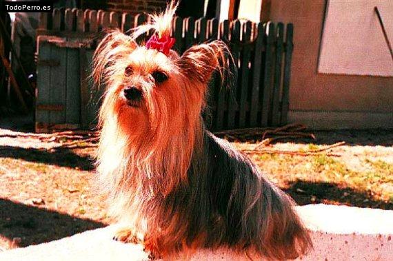 La foto del perro