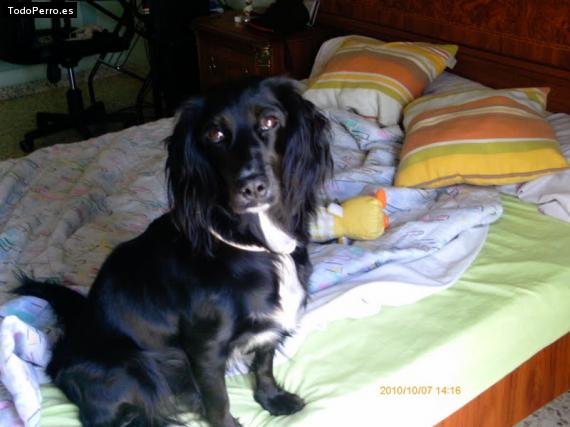La foto del perro